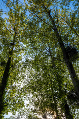 Poplar tree foliage seen from bellow