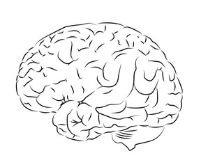 contour brain vector illustration isolated