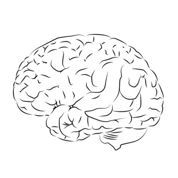 contour brain vector illustration isolated