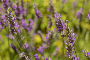 lavender