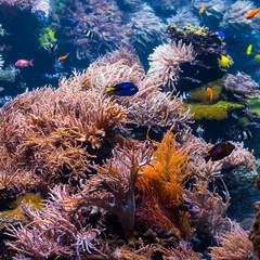 underwater coral reef landscape with colorful fish and marine life