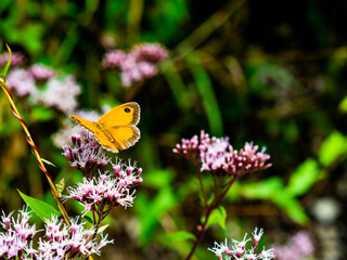 colorful orange butterfly resting on flowers with green leaves
