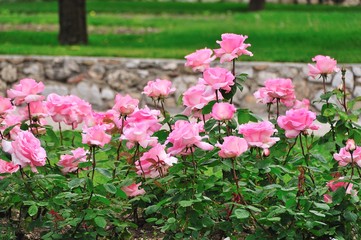 Roses de couleur rose dans le jardin du monastère de Cimiez, Nice, France