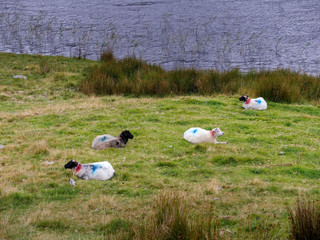Four white sheep with color herd marking on its back laying on a grass bay a river.