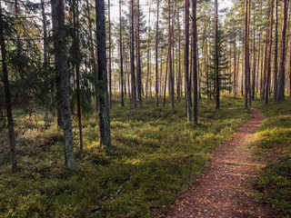 Fototapeta premium Small brown path in a pine forest, Nobody, Calm and tranquil atmosphere. Baltic region, Jurmala, Latvia.