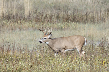 White tail buck grazes in a field in Montana.