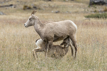 Obraz na płótnie Canvas Bighorn sheep lamb feeds from its mother.