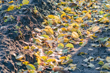 Dug up earth with autumn leaves