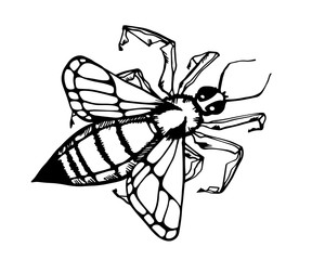 Honey bee vintage vector drawing. Hand drawn isolated insect sketch. vector illustrations. Great for logo, icon, label, packaging design.