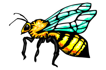 Honey bee vintage vector drawing. Hand drawn isolated insect sketch. Color illustrations. Great for logo, icon, label, packaging design.