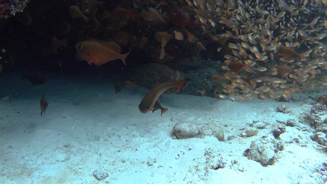 Brown-marbled grouper in the underwater cave, 4K