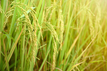 Fototapeta na wymiar Ear of rice in paddy rice field. Selective focus.