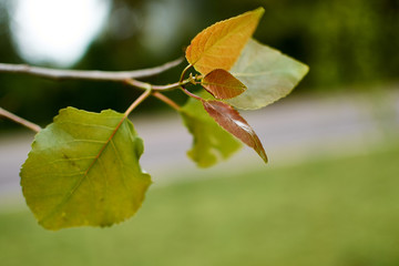 urban park landscape on a cloudy afternoon