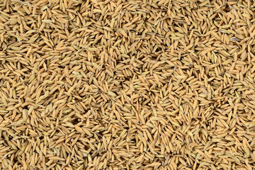 Pile of paddy rice and and rice seed closeup for background.