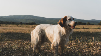 Dog in the field