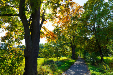 Fototapeta premium Colorful autumn Trees in the Landscape of the central Bohemia, Czech Republic