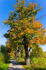 Naklejka premium Colorful autumn Trees in the Landscape of the central Bohemia, Czech Republic