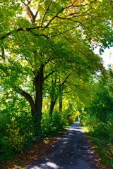 Colorful autumn Trees in the Landscape of the central Bohemia, Czech Republic