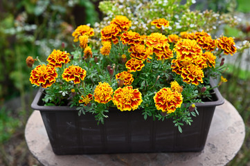 Orange flowers of Afrikaners in black box outdoors.