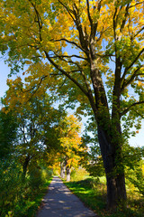 Fototapeta premium Colorful autumn Trees in the Landscape of the central Bohemia, Czech Republic