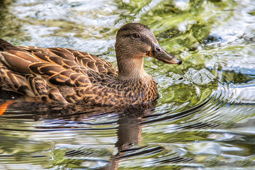 duck swimming in a pond at a zoo