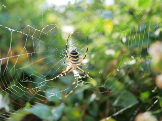 Close up of wasp spider on cob web, green blur background