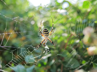 Detail of yellow wasp spider on cob web, green leaves background, dangerous trap