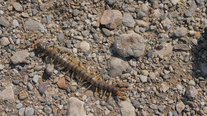 Centipede moving on ground with stones, disgusting insect
