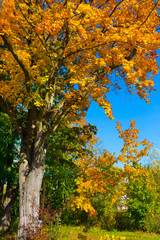 Naklejka premium Colorful autumn Trees in the Landscape of the central Bohemia, Czech Republic