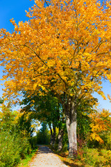 Naklejka premium Colorful autumn Trees in the Landscape of the central Bohemia, Czech Republic