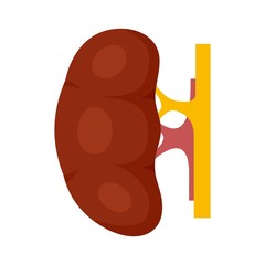 Human kidney icon. Flat illustration of human kidney vector icon for web design