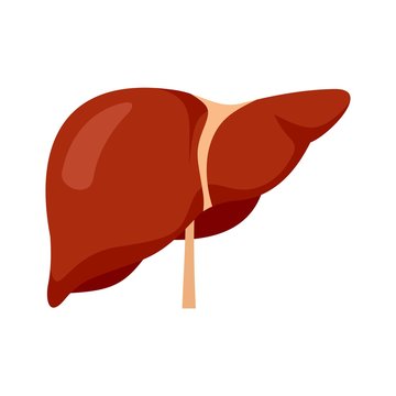 Human liver icon. Flat illustration of human liver vector icon for web design