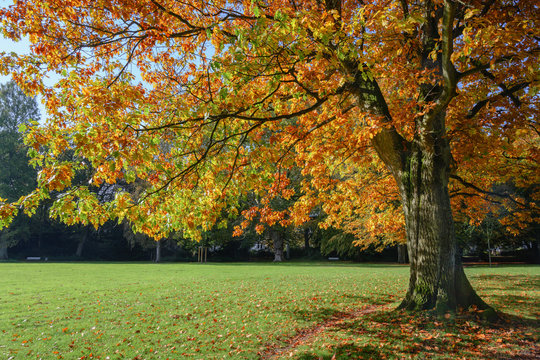 old northern red oak tree (Quercus rubra) with colorful autumn leaves in a park, seasonal landscape, copy space