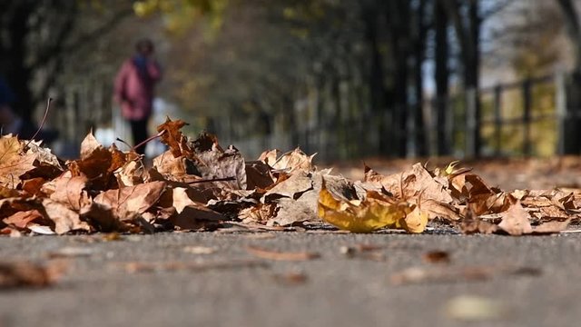 ellow dry maple leaves lie on the asphalt path, the wind drives the leaves, in the background a man moves.