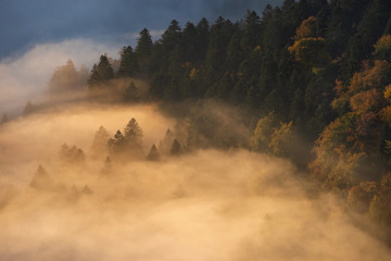 Trees in fog