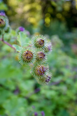 Medicinal plantation burdock. Arctium lappa