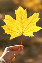 Orange colored maple leaf, held with a hand, in front of a sunny blurry background.