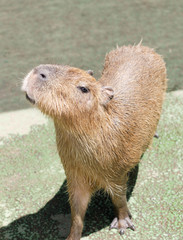 Close-up of Cute Capybara