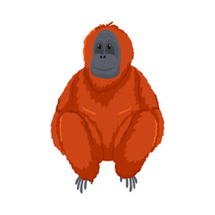 Cute orange orangutan monkey sitting. Vector illustration isolated on white background © greenpicstudio