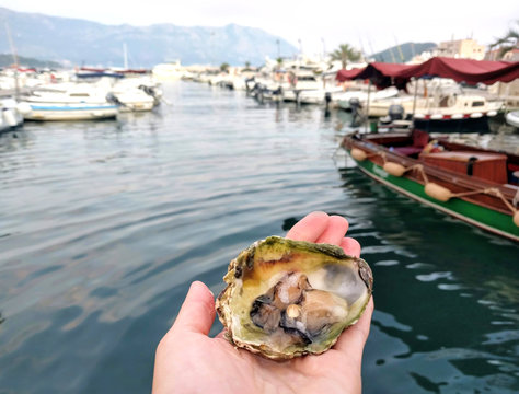 Fresh oyster in a female hand on the background of the marina and the sea landscape