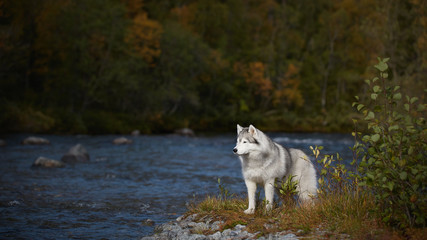 Husky at the forest near water