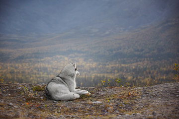 Husky at the forest