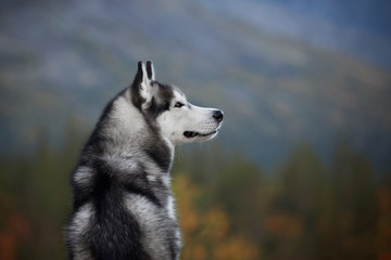 Husky at the forest