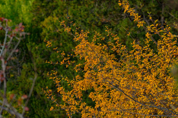 The mountain autumn landscape with colorful forest in Andorra.