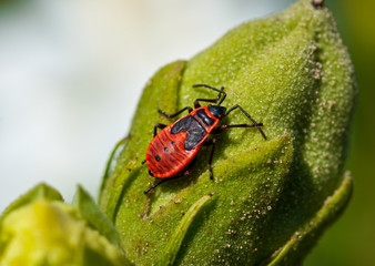 Naklejka premium Small insects fly