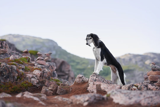 Saluki at the natural rocks