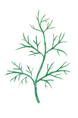 Fototapeta premium Watercolor sprig of dill. Composition on a white background, for design decisions on the theme of cooking, preservation, vegetables, salads.
