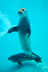 Obraz premium Cute seal swim in zoo aquarium