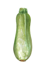 Watercolor zucchini. Composition on a white background, for design decisions on the theme of cooking, preservation, vegetables, salads.