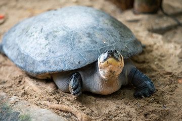 Portrait of the  turtle on the sandy beach. Sea Turtle